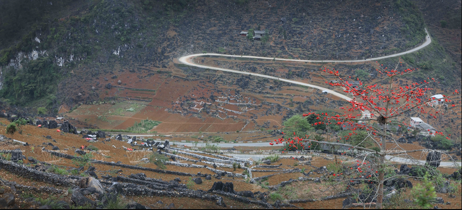 组图：鲜红的木棉花在河江省岩石高原怒放 hinh anh 1