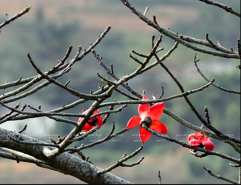 组图：鲜红的木棉花在河江省岩石高原怒放 hinh anh 6