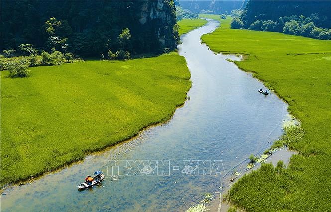 Captivating golden ripe rice fields in Ninh Binh hinh anh 1