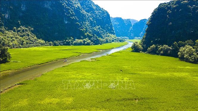 Captivating golden ripe rice fields in Ninh Binh hinh anh 3