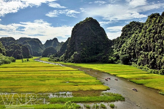 Captivating golden ripe rice fields in Ninh Binh hinh anh 4