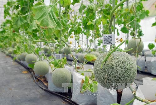 Project approved to boost growth of agricultural biotech industry hinh anh 1
