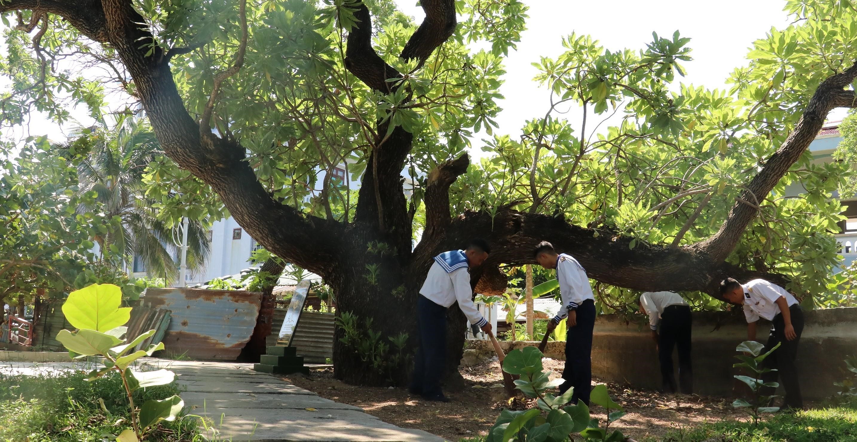 Heritage trees on Truong Sa archipelago hinh anh 5