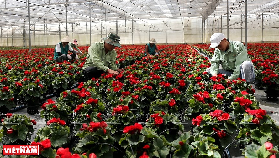 Da Lat, the capital of flower export hinh anh 7