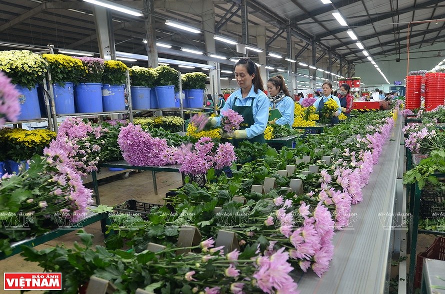 Da Lat, the capital of flower export hinh anh 8