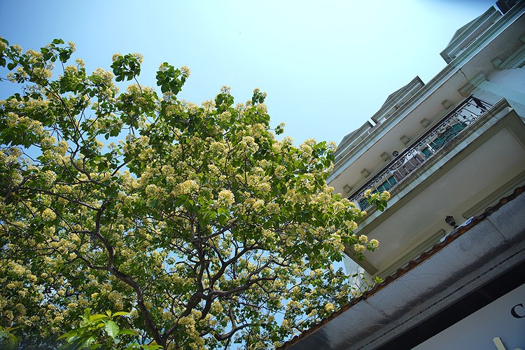 ‘Treasure’ tree of Dinh Thon village in full bloom hinh anh 4