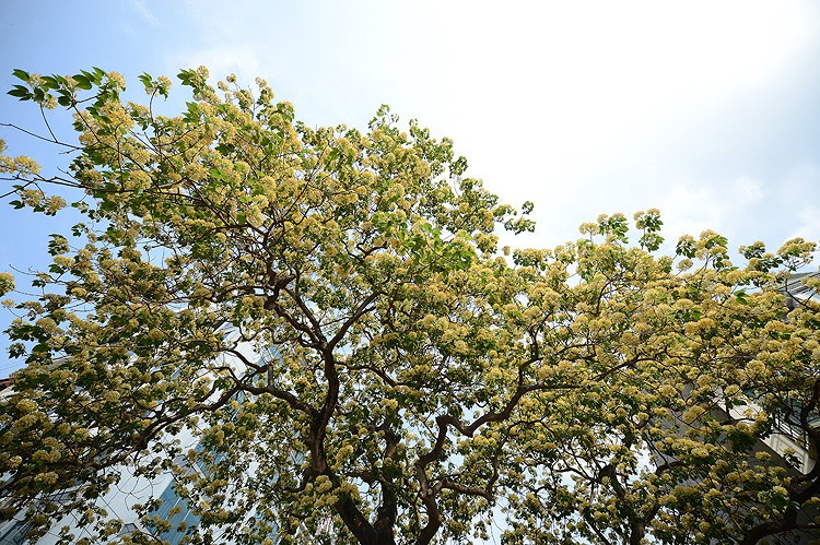 ‘Treasure’ tree of Dinh Thon village in full bloom hinh anh 6