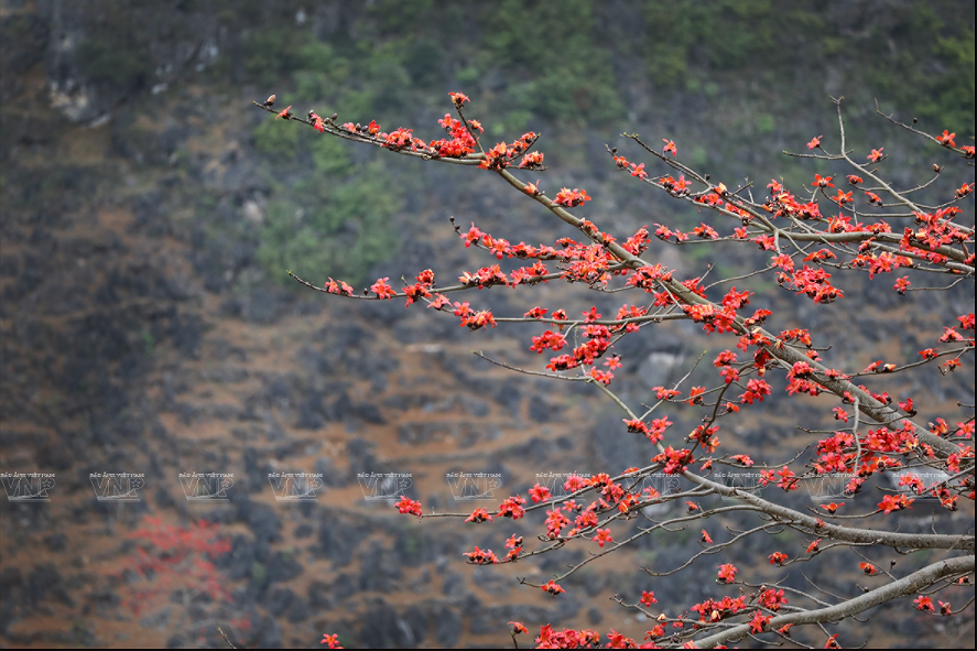Red silk-cotton flower heats up Ha Giang rocky plateau hinh anh 4