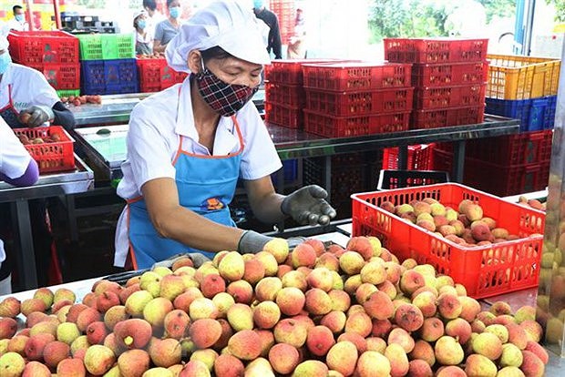 Vietnam sees surge in farm produce exports to China hinh anh 1
