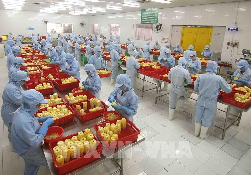 Fruit, vegetable export up 17.4 percent in H1 hinh anh 1