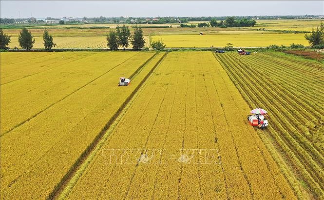 Strategy issued to boost sustainable agricultural development hinh anh 1