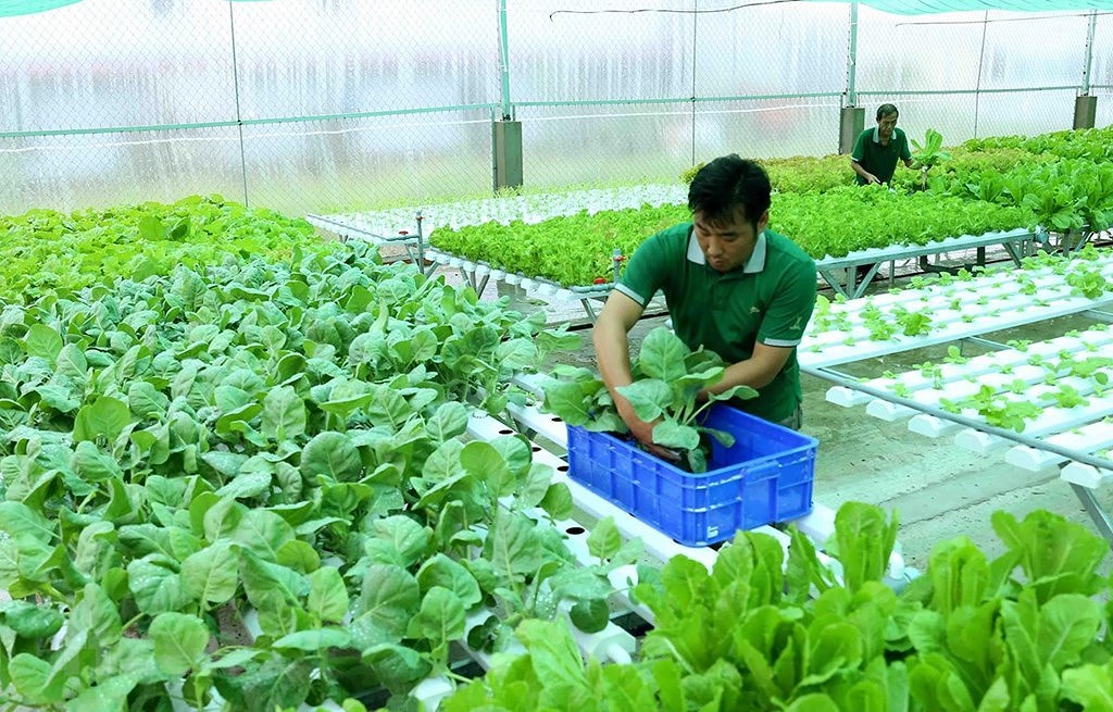 Strategy issued to boost sustainable agricultural development hinh anh 2