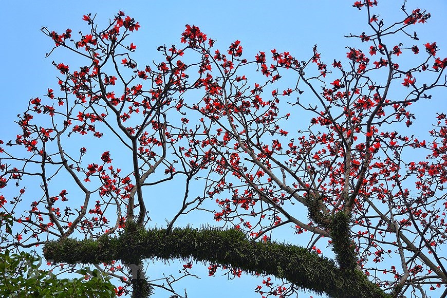 Floracion del algodonero rojo embellece primavera de Vietnam hinh anh 4