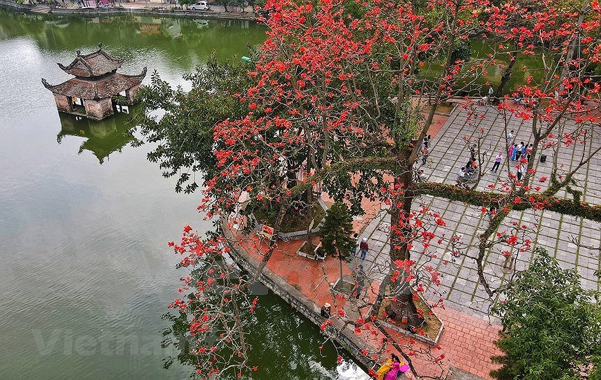 Floracion del algodonero rojo embellece primavera de Vietnam hinh anh 1
