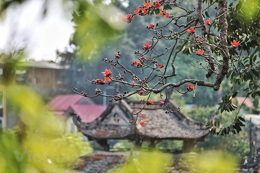 Floracion del algodonero rojo embellece primavera de Vietnam hinh anh 3