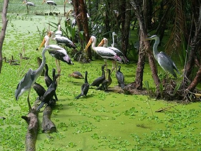 Preservan jardines de aves en provincia vietnamita mediante incentivos en ecoturismo hinh anh 2