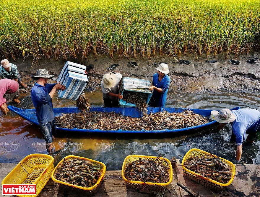 Ca Mau, capital de la industria camaronera de Vietnam hinh anh 4