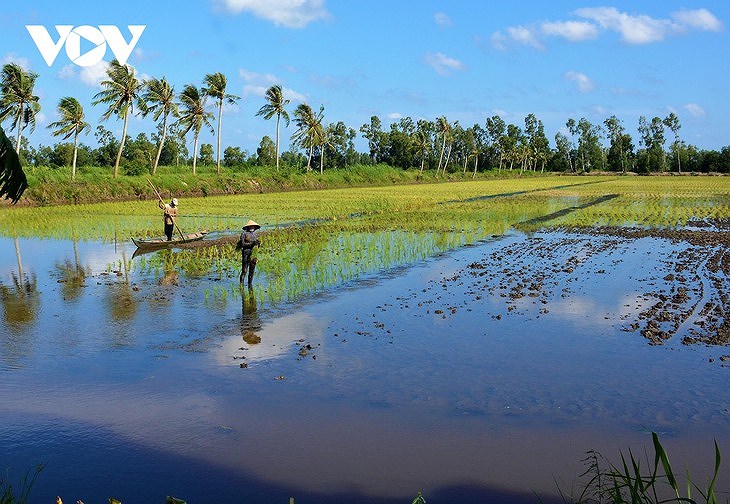 Le Delta du Mekong opte pour un developpement adapte au changement climatique hinh anh 1