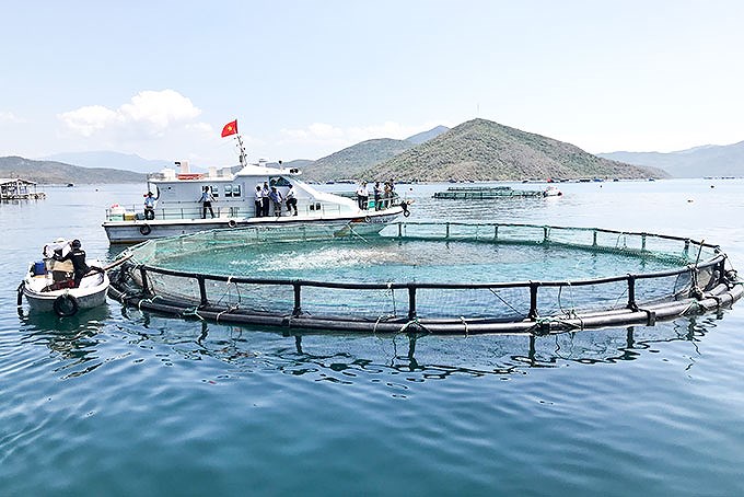Le Vietnam promeut le developpement durable de l’aquaculture marine hinh anh 1