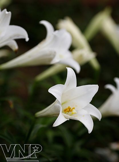 Лилии – цветы апреля hinh anh 1