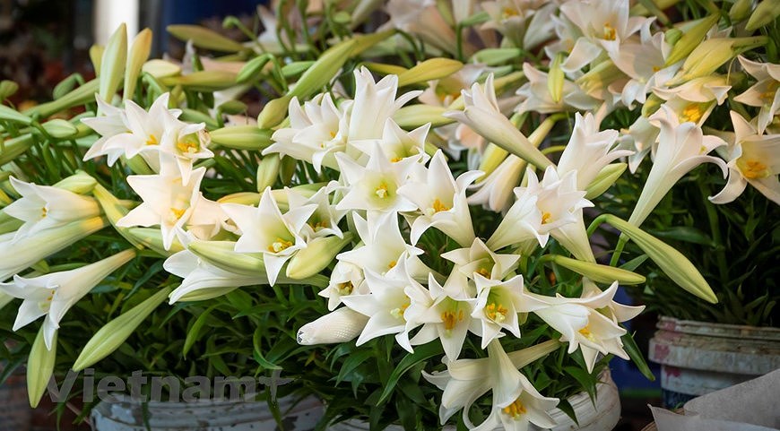Лилии – цветы апреля hinh anh 4