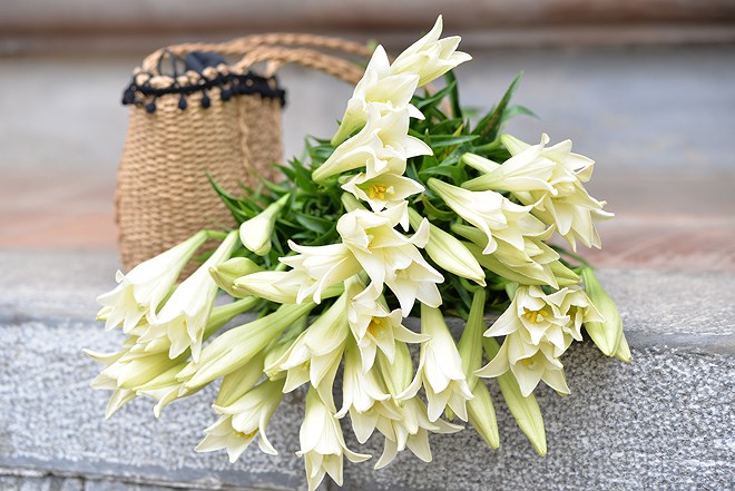 Лилии – цветы апреля hinh anh 5