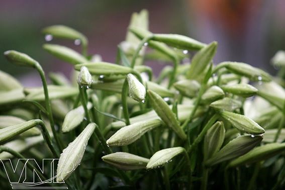 Лилии – цветы апреля hinh anh 6