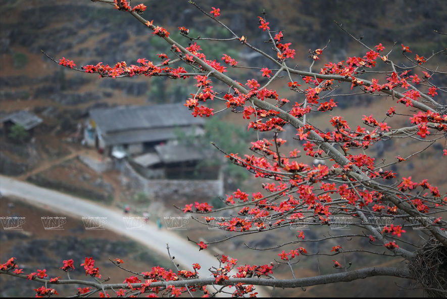 Сезон хлопковых цветов на каменистом плато Хажанг hinh anh 2