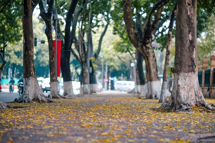 Мечтательныи Ханои в сезон падающих листьев драконтомелона hinh anh 2